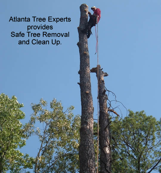 Safe Tree Removal in Atlanta