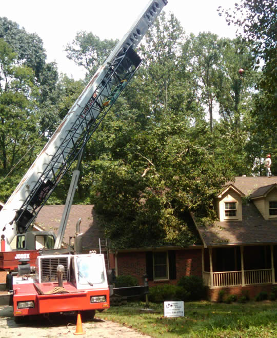 Safe Tree Removal in Atlanta