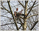 Tree removal in Atlanta.